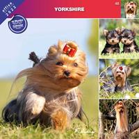 Schecker Rassekalender 2022, Yorkshire Terrier