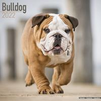 Schecker Rassekalender 2022, Englische Bulldogge