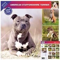 FLAMINGO Rassekalender 2022, American Staffordshire Terrier