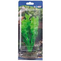 Hobby Plant Echinodrus 20CM