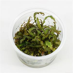 Moerings waterplanten Hygrophila pinnatifida - 3 stuks - aquarium plant