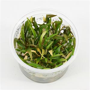 Moerings waterplanten Cryptocoryne willisii - 3 stuks - aquarium plant
