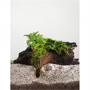 Moerings waterplanten Staurogyne repens - op drijfhout - aquarium plant
