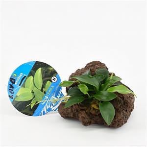 Moerings waterplanten Anubias nana - op vulkanische rots - aquarium plant