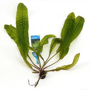 Moerings waterplanten Aponogeton boivinianus - 3 stuks - aquarium plant