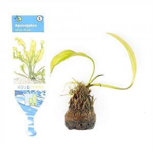 Moerings waterplanten Aponogeton ulvaceus - 3 stuks - aquarium plant