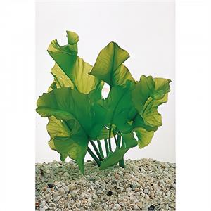Moerings waterplanten Nuphar japonica - 3 stuks - aquarium plant