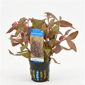 Moerings waterplanten Alternanthera reineckii rosaefolia - 6 stuks - aquarium plant