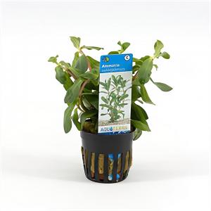 Moerings waterplanten Ammania senegalensis - 6 stuks - aquarium plant