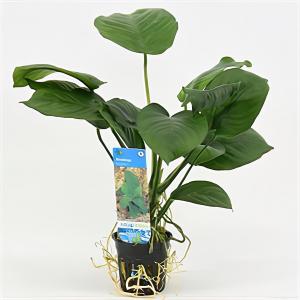 Moerings waterplanten Anubias barteri - 6 stuks - aquarium plant
