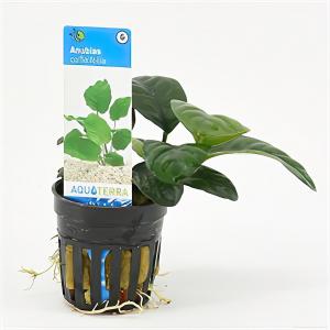 Moerings waterplanten Anubias barteri coffeefolia - 6 stuks - aquarium plant
