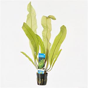 Moerings waterplanten Aponogeton boivinianus - 6 stuks - aquarium plant