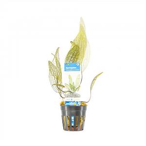 Moerings waterplanten Aponogeton madagascariensis - 6 stuks - aquarium plant