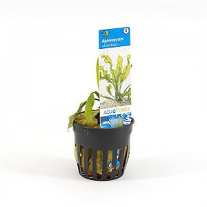 Moerings waterplanten Aponogeton ulvaceus - 6 stuks - aquarium plant