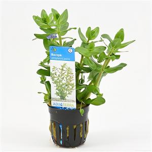 Moerings waterplanten Bacopa amplexicaulis (caroliniana) - 6 stuks - aquarium plant