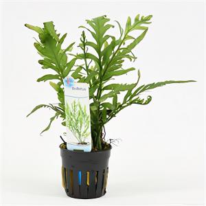 Moerings waterplanten Bolbitis heudelotii - 6 stuks - aquarium plant