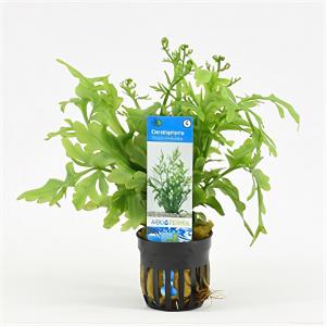 Moerings waterplanten Ceratopteris thalictroides - 6 stuks - aquarium plant