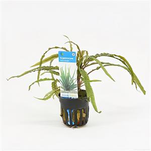 Moerings waterplanten Cryptocoryne balansae - 6 stuks - aquarium plant
