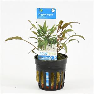 Moerings waterplanten Cryptocoryne petchii - 6 stuks - aquarium plant