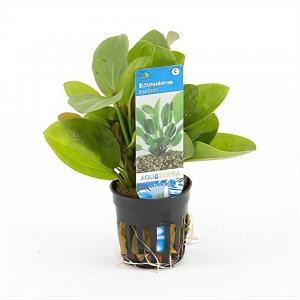 Moerings waterplanten Echinodorus harbich - 6 stuks - aquarium plant