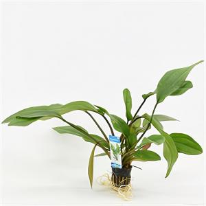 Moerings waterplanten Echinodorus impaii - 6 stuks - aquarium plant