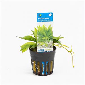 Moerings waterplanten Echinodorus magdalenensis - 6 stuks - aquarium plant