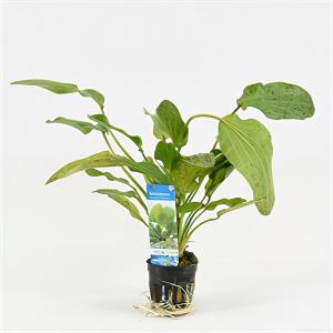 Moerings waterplanten Echinodorus ozelot groen / leopard - 6 stuks - aquarium plant