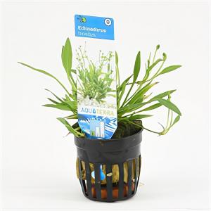 Moerings waterplanten Echinodorus tenellus - 6 stuks - aquarium plant