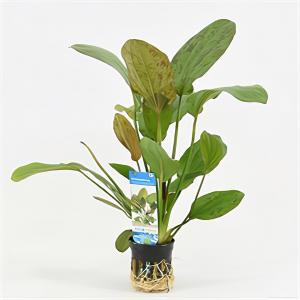 Moerings waterplanten Echinodorus regine hildebrandt
 - 6 stuks - aquarium plant