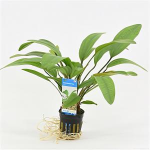 Moerings waterplanten Echinodorus reni
 - 6 stuks - aquarium plant