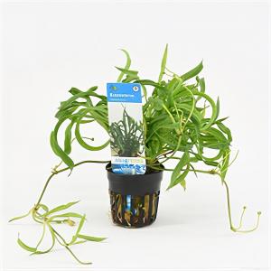 Moerings waterplanten Echinodorus vesuvius
 - 6 stuks - aquarium plant