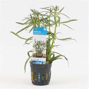 Moerings waterplanten Eustralis stellata grof - 6 stuks - aquarium plant