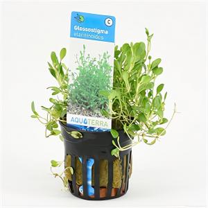 Moerings waterplanten Glossostigma elatinoides - 6 stuks - aquarium plant