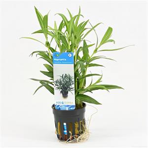 Moerings waterplanten Hygrophila salicifolia narrow leaf - 6 stuks - aquarium plant