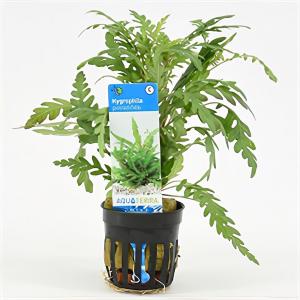 Moerings waterplanten Hygrophila pinnatifida - 6 stuks - aquarium plant