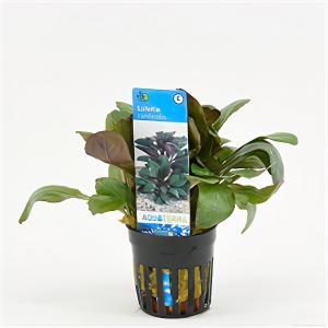 Moerings waterplanten Lobelia cardinalis - 6 stuks - aquarium plant
