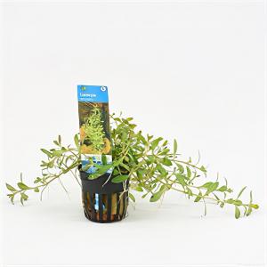 Moerings waterplanten Ludwigia arcuata - 6 stuks - aquarium plant