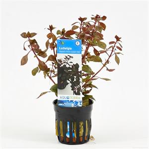 Moerings waterplanten Ludwigia repens mini - rood - 6 stuks - aquarium plant