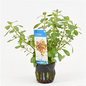 Moerings waterplanten Ludwigia mullertii - 6 stuks - aquarium plant