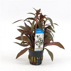 Moerings waterplanten Ludwigia perennis - 6 stuks - aquarium plant