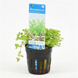 Moerings waterplanten Micranthemum umbrosum - 6 stuks - aquarium plant