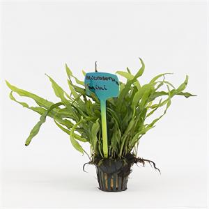 Moerings waterplanten Microsorum pteropus mini - 6 stuks - aquarium plant