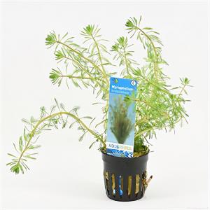 Moerings waterplanten Myriophyllum brasiliensis
 - 6 stuks - aquarium plant