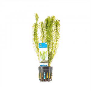 Moerings waterplanten Egeria densa - 6 stuks - aquarium plant