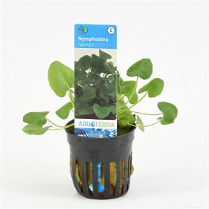 Moerings waterplanten Nymphoides taiwan - 6 stuks - aquarium plant