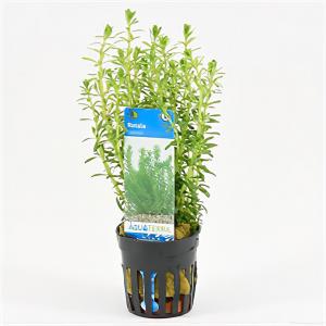 Moerings waterplanten Rotala bossii
 - 6 stuks - aquarium plant