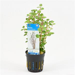 Moerings waterplanten Rotala rotundifolia
 - 6 stuks - aquarium plant