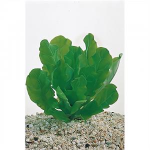 Moerings waterplanten Samolus floribundus - 6 stuks - aquarium plant