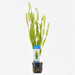 Moerings waterplanten Vallisneria asiatica - 6 stuks - aquarium plant