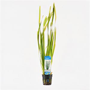 Moerings waterplanten Vallisneria spiralis - 6 stuks - aquarium plant